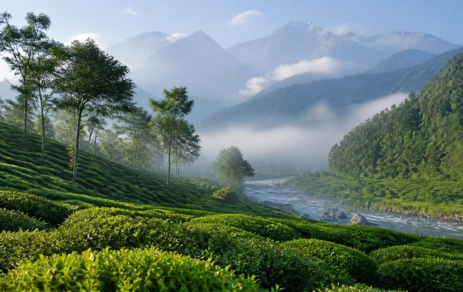 Tea gardens and Himalayan foothills of North Bengal
